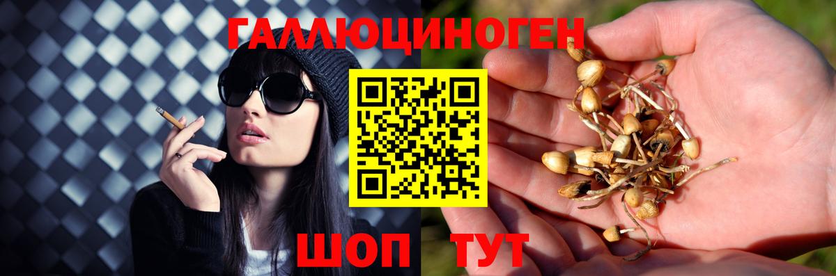 Псилоцибиновые грибы Psilocybine cubensis Прокопьевск